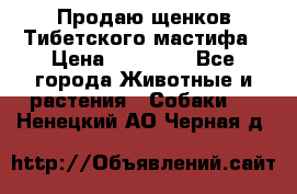 Продаю щенков Тибетского мастифа › Цена ­ 45 000 - Все города Животные и растения » Собаки   . Ненецкий АО,Черная д.